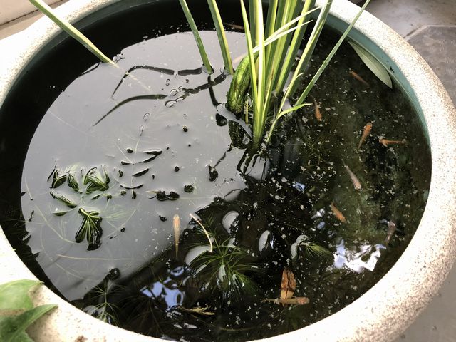 秋でも睡蓮鉢のメダカにエサやりをしましょう 秋でも睡蓮鉢のメダカにエサやりをしましょう